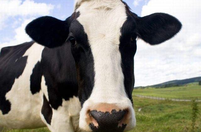 Taranii nu vor mai putea vinde in piete laptele muls cu mana