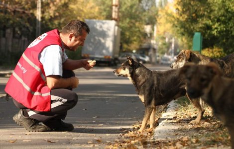 Vier Pfoten: Eutanasierea nu este o solutie eficienta