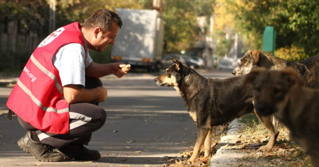 Vier Pfoten: Eutanasierea nu este o solutie eficienta