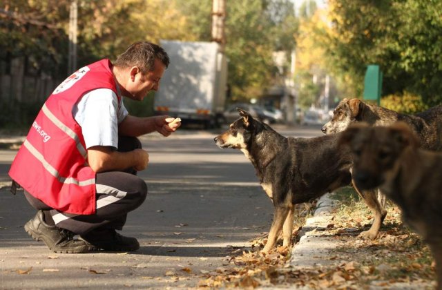 Vier Pfoten: Eutanasierea nu este o solutie eficienta