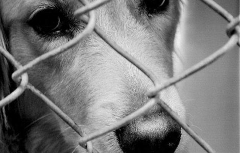Comisii: Cainii neadoptati in 14 zile, eutanasiati