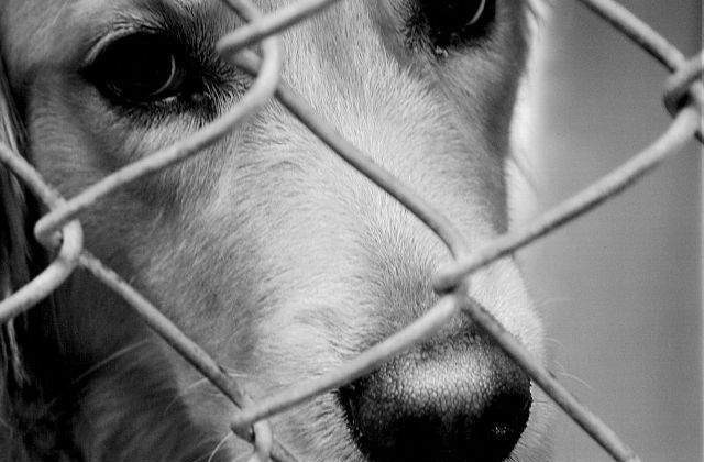 Comisii: Cainii neadoptati in 14 zile, eutanasiati