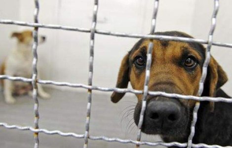 Legea eutanasierii a fost ADOPTATA