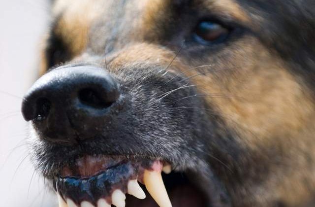 S-a intamplat in Timisoara: Doua femei atacate de o haita de 30 de caini