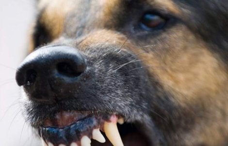 S-a intamplat in Timisoara: Doua femei atacate de o haita de 30 de caini
