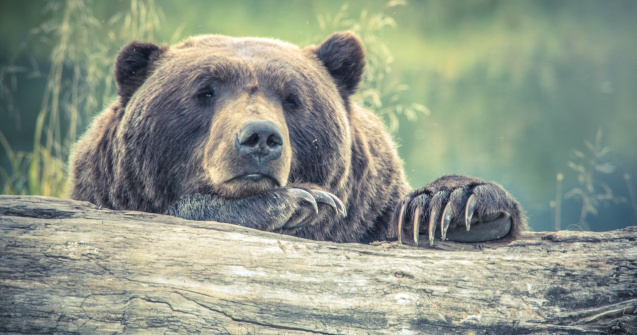 VIDEO: Urs împușcat după ce a rănit patru persoane