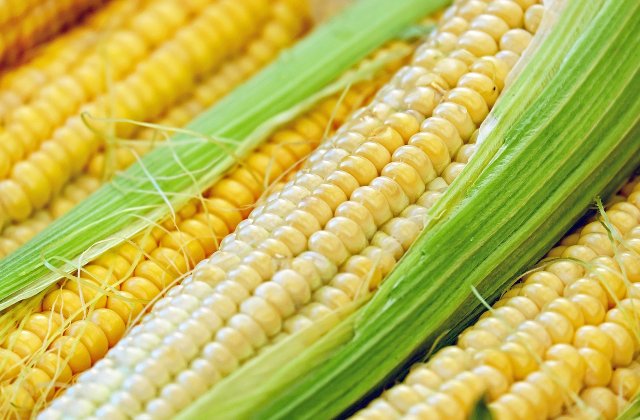 Sursă bogată de vitamine și fibre! Beneficiile porumbului fiert