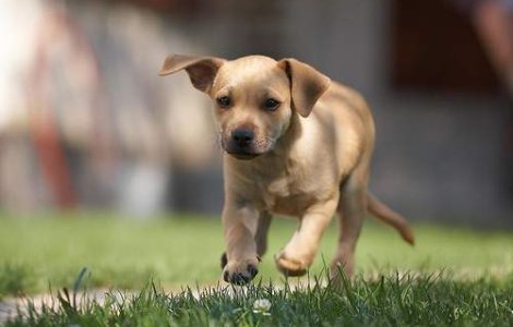 Bucurestiul va avea un SMURD pentru animale