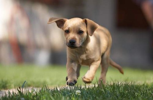 Bucurestiul va avea un SMURD pentru animale