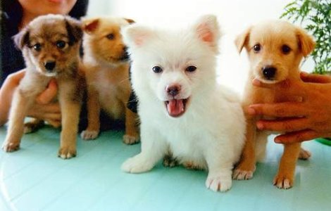 Elvetia vrea avocati pentru animalele maltratate