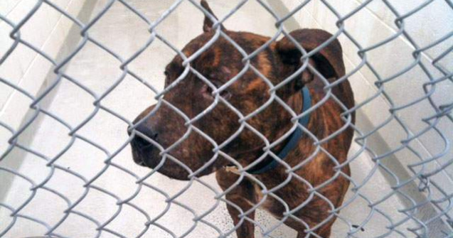 ASPA: Numarul hingherilor a fost suplimentat