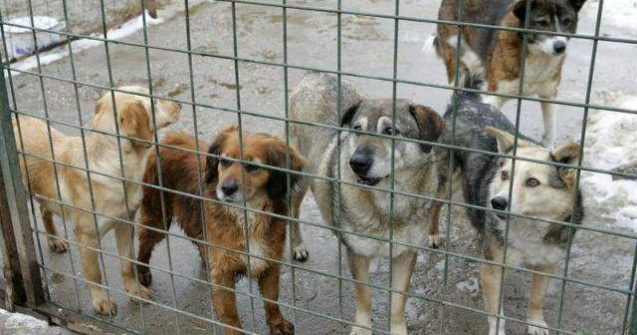 Maidanezii, tinuti in adaposturi pentru o perioada de 14 de zile lucratoare