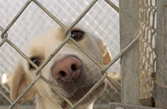 ONG-urile, dupa adoptarea legii eutanasierii: "UCIGASILOR!"