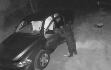 Un urs este considerat „un delicvent în serie” după ce a pătruns prin efracție în mai multe automobile