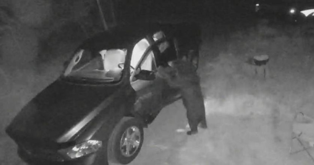 Un urs este considerat „un delicvent în serie” după ce a pătruns prin efracție în mai multe automobile