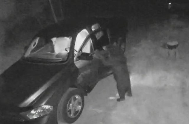 Un urs este considerat &bdquo;un delicvent &icirc;n serie&rdquo; după ce a pătruns prin efracție &icirc;n mai multe automobile