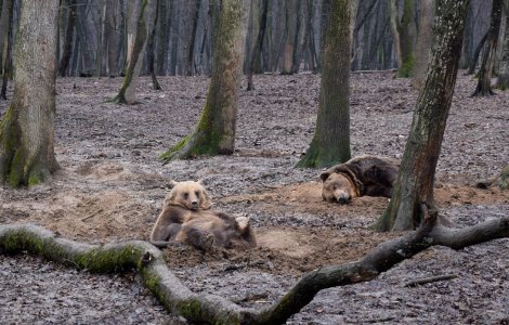 Urșii, împușcați în loc să fie salvați. Activiștii: Un mod mascat de a da drumul la vânătoarea de trofee