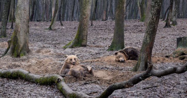 Urșii, împușcați în loc să fie salvați. Activiștii: Un mod mascat de a da drumul la vânătoarea de trofee