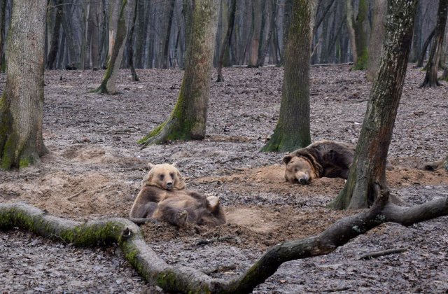 Urșii, împușcați în loc să fie salvați. Activiștii: Un mod mascat de a da drumul la vânătoarea de trofee