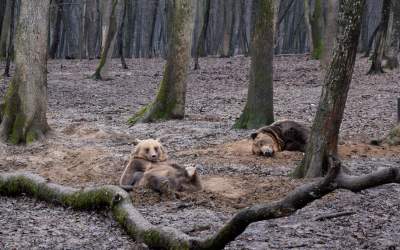 Urșii, împușcați în loc să...