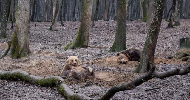 Urșii, împușcați în loc să fie salvați. Activiștii: Un mod mascat de a da drumul la vânătoarea de trofee