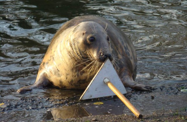 Cum sfideaza parlamentarii canadieni UE?