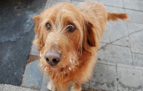  Top  Topul cainilor cu cea mai ciudata infatisare