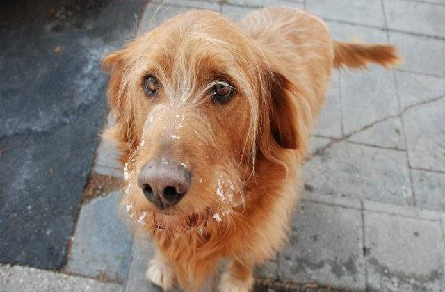 Topul cainilor cu cea mai ciudata infatisare