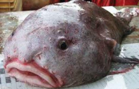 Un peste gelatinos, desemnat cel mai urat animal din lume