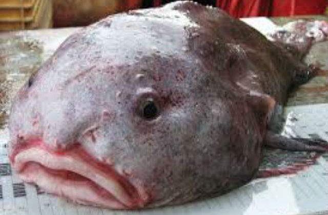 Un peste gelatinos, desemnat cel mai urat animal din lume