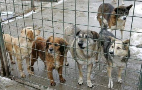 ASPA: Peste 150 de caini au fost adoptati in aceasta saptamana
