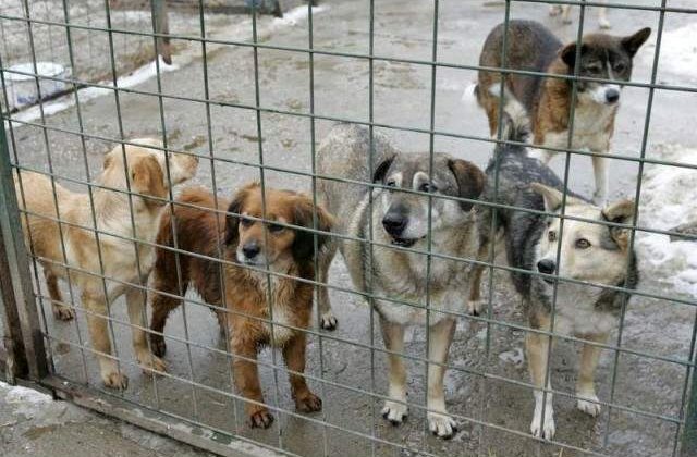 ASPA: Peste 150 de caini au fost adoptati in aceasta saptamana