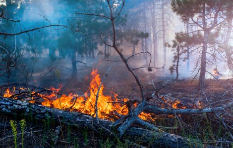 Temperaturile record provoacă incendii uriașe în estul Siberiei