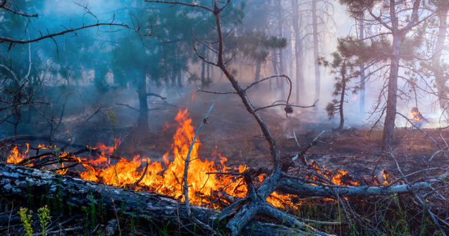 Temperaturile record provoacă incendii uriașe în estul Siberiei