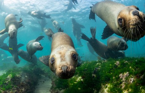 VIDEO 300 de lei de mare au invadat o plajă din Chile