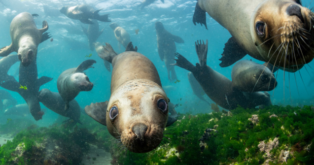 VIDEO 300 de lei de mare au invadat o plajă din Chile