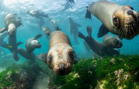 VIDEO 300 de lei de mare au invadat o plajă din Chile