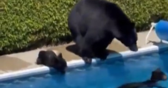 VIDEO O ursoaică și puii săi au făcut baie într-o piscină din curtea unei case