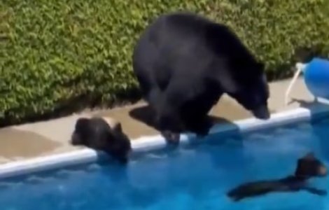 VIDEO O ursoaică și puii săi au făcut baie într-o piscină din curtea unei case