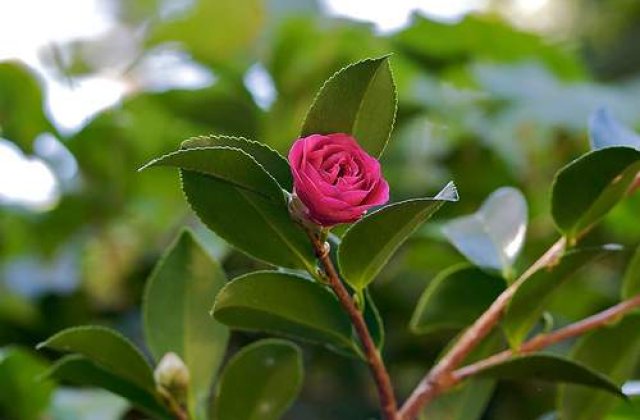 Cea mai rara camelie din lume a inflorit dupa 200 de ani