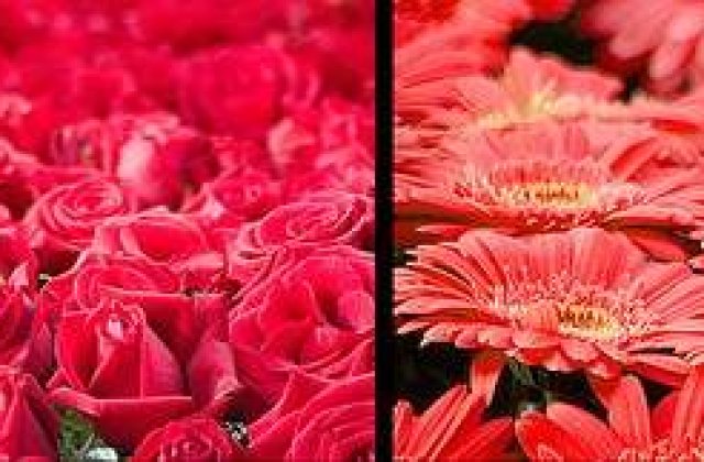 Fiscul, marele florar al Bucurestiului