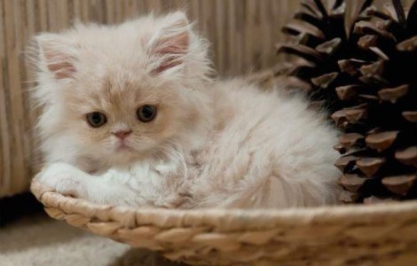 Iranul ar putea trimite in spatiu o pisica persana