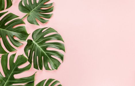  Top  6 plante otrăvitoare pe care și tu le-ai putea avea în locuință