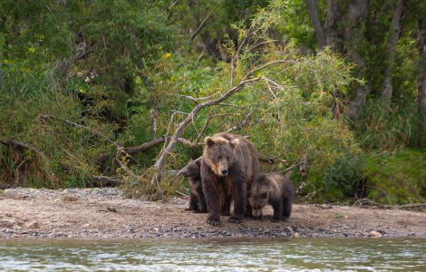 Invazie de urși la Băile Tușnad. Jandarmii au intervenit de cinci ori într-o zi