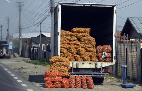 Paradox de România. Cartofii s-au ieftinit, dar sunt mai scumpi. Cum e posibil
