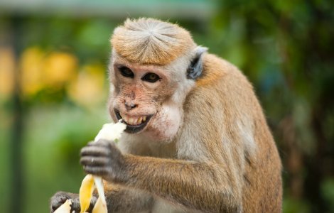  Top  Râzi cu poftă: Top 10 cele mai haioase bancuri despre moldoveni