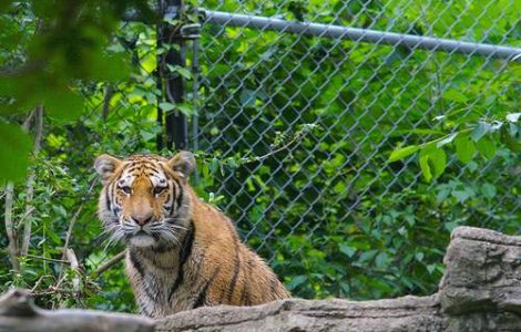 11 tigri siberieni au murit de foame la o gradina zoologica din China