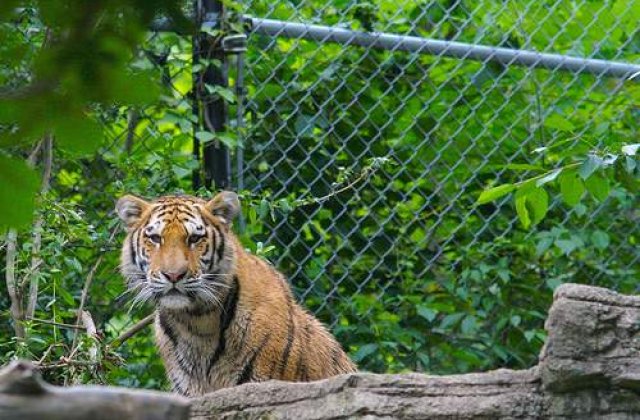 11 tigri siberieni au murit de foame la o gradina zoologica din China