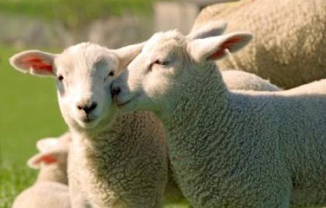 Carnea de miel, mai scumpa ca anul trecut