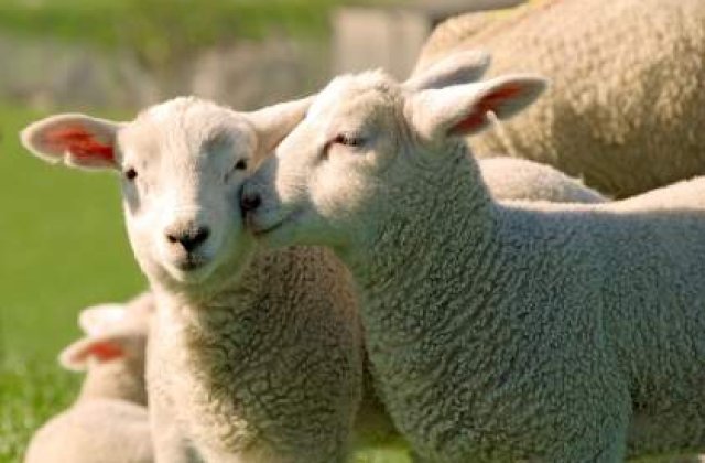 Carnea de miel, mai scumpa ca anul trecut